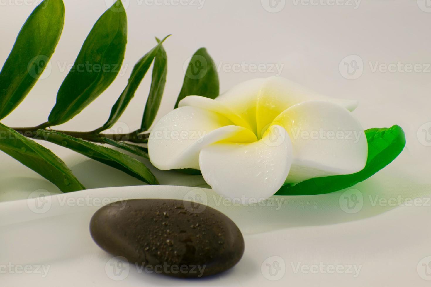 Spa still life on white background, relaxation and spa concept. Green leaves and black wet stones. photo