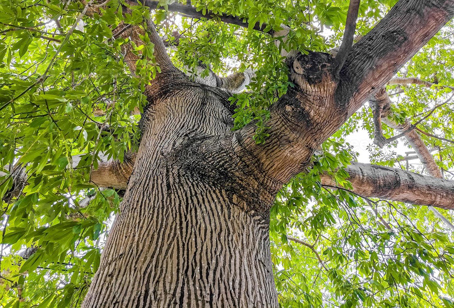 Huge beautiful Kapok tree Ceiba tree with spikes in Mexico. photo
