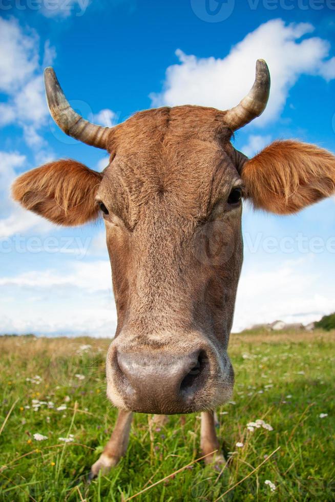 a funny cow with a big head photo