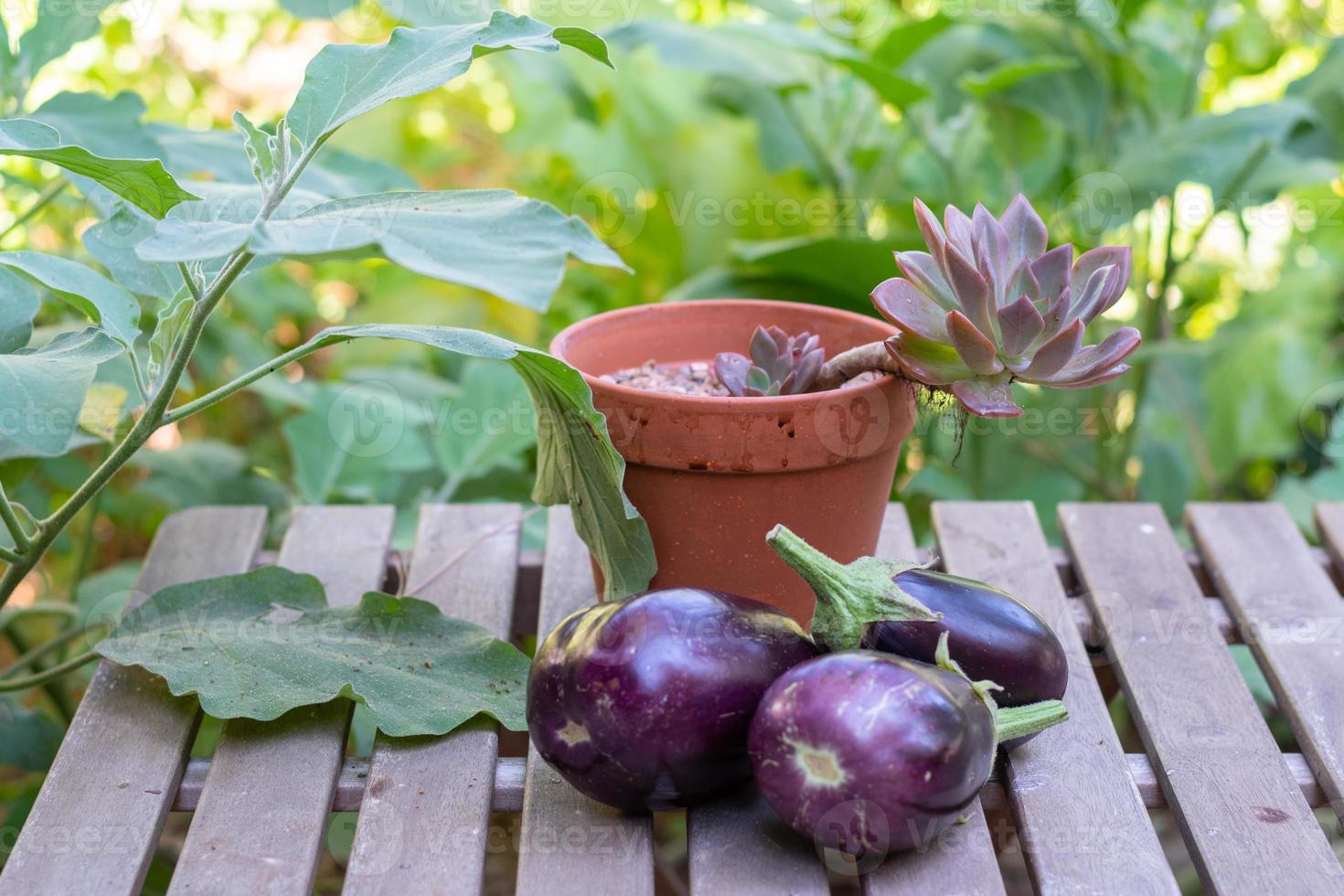 Three harvested eggplants on a table in the garden. photo