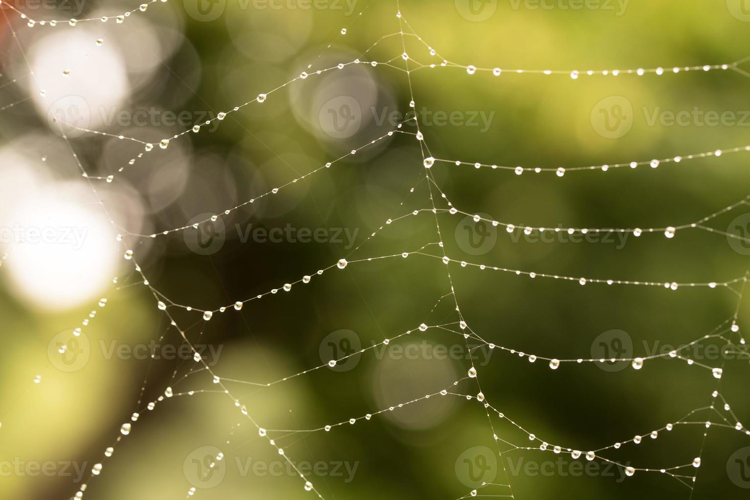 Dew Drops on a Spiderweb photo