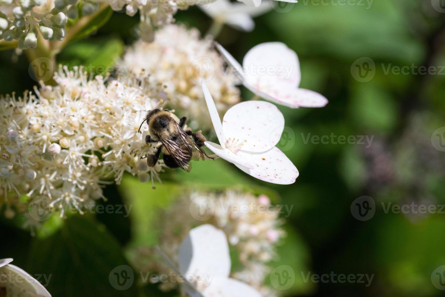 abejorro recogiendo néctar en otoño foto
