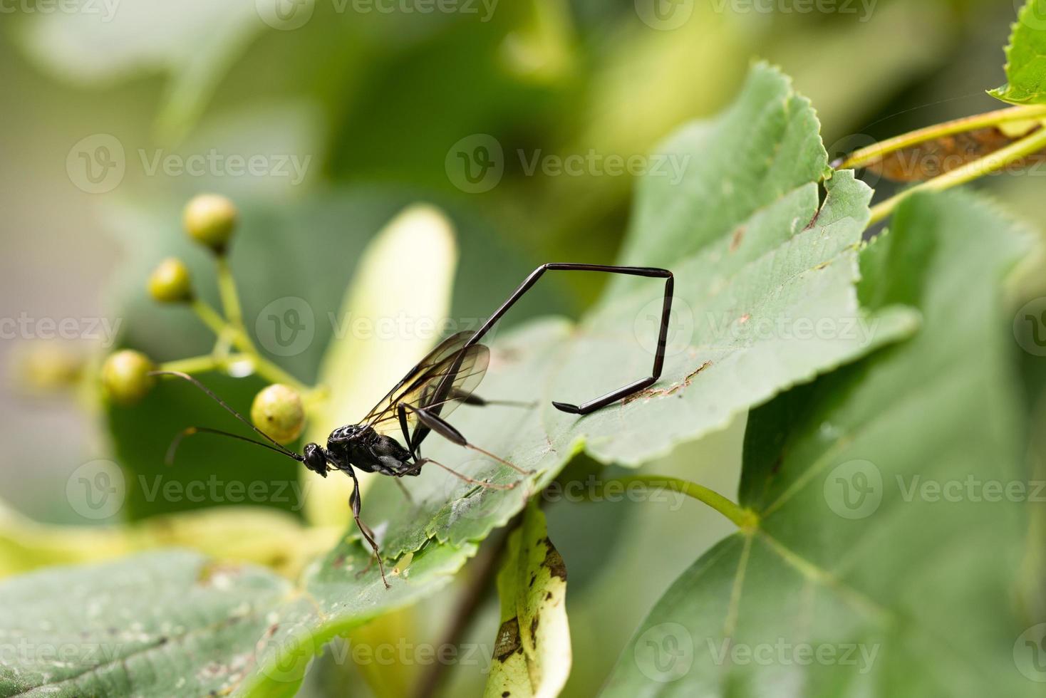 American Pelecinid Wasp on a Tree Branch photo