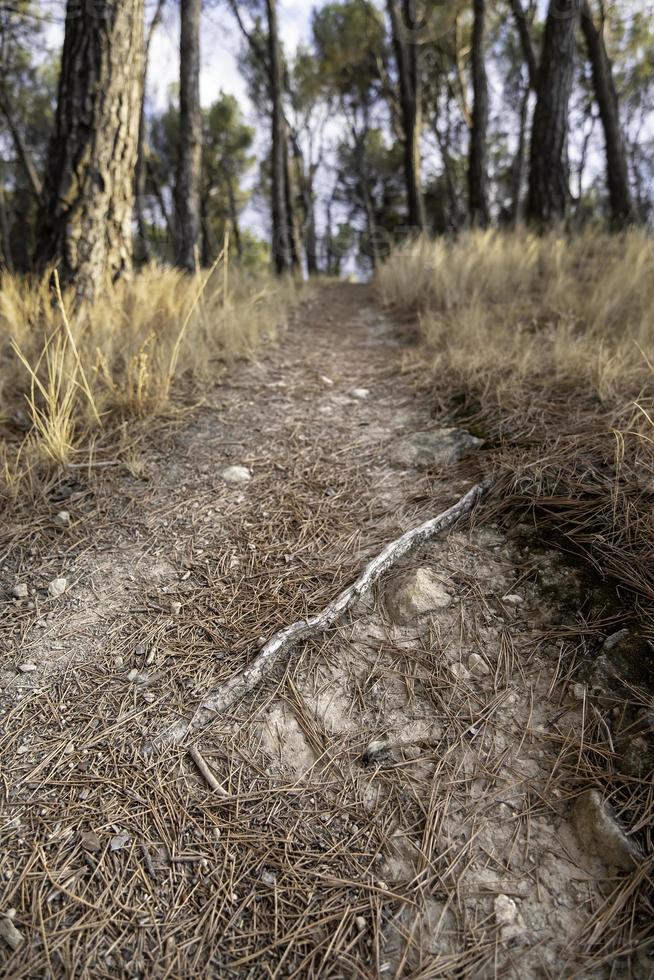 troncos de árboles en el bosque foto