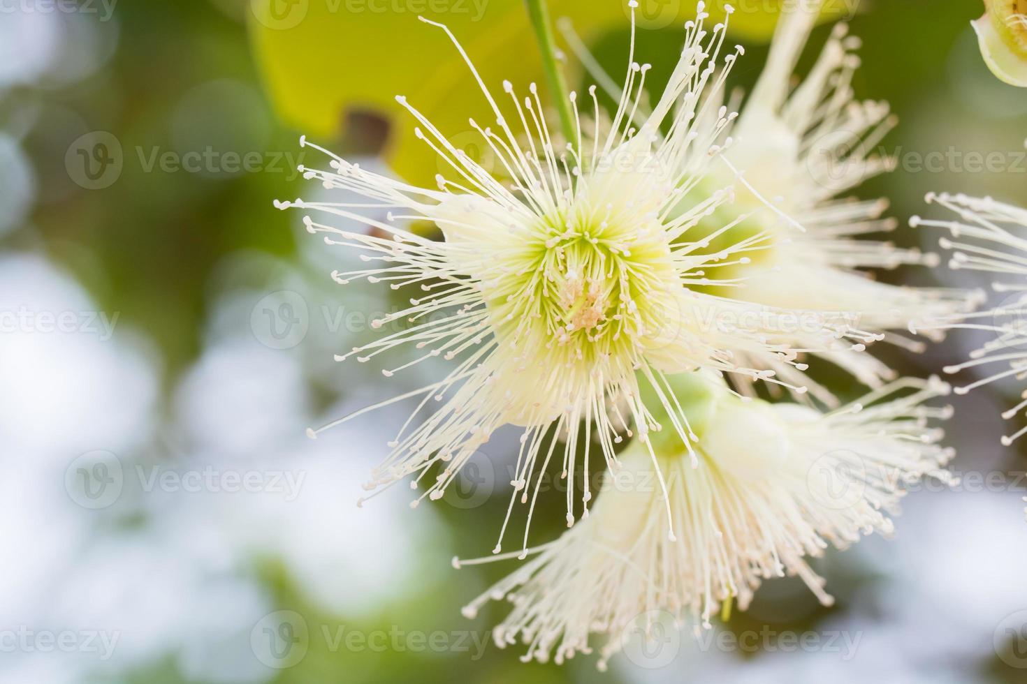 flower of rose apple photo