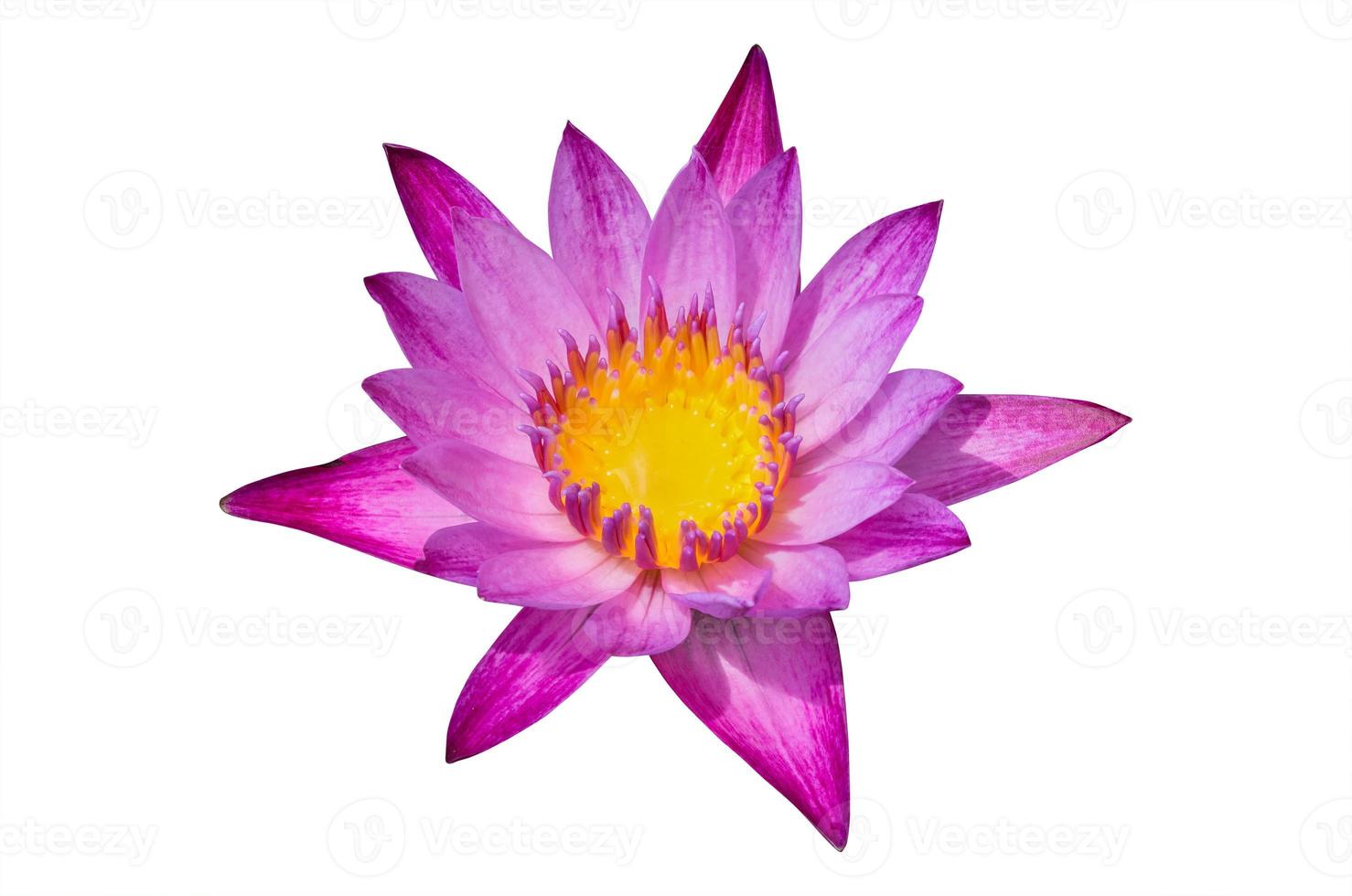 Lotus flower pink color on white background. have clipping path photo