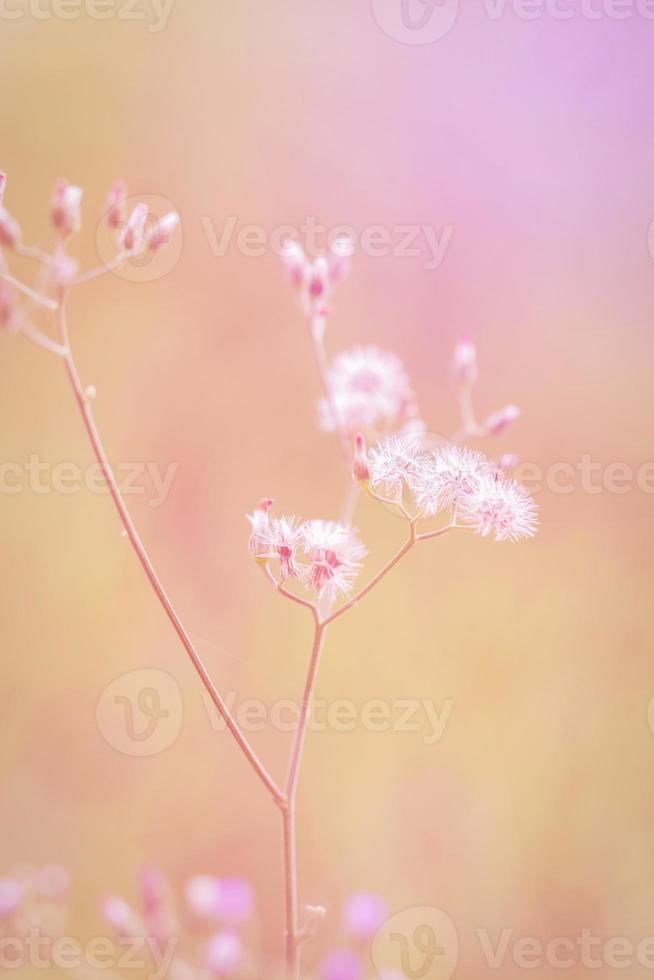 Meadow flowers, beautiful fresh morning in soft warm light. Pastel autumn landscape blurry nature background. photo