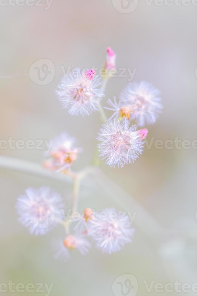Dandelion flower, nature vintage pastels background photo