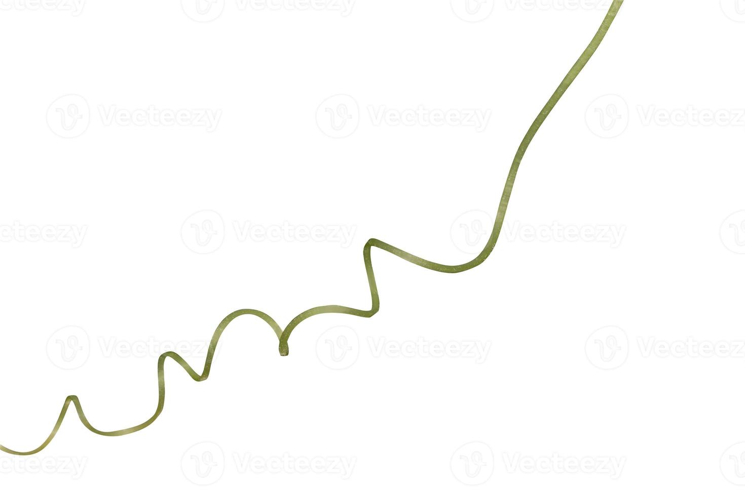 Twisted liana, Vine spring fresh green isolated on white background, clipping path photo