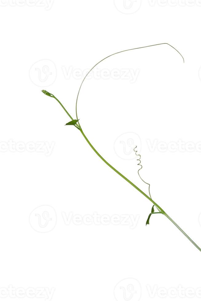 vine plants isolate on white background, clipping path. photo