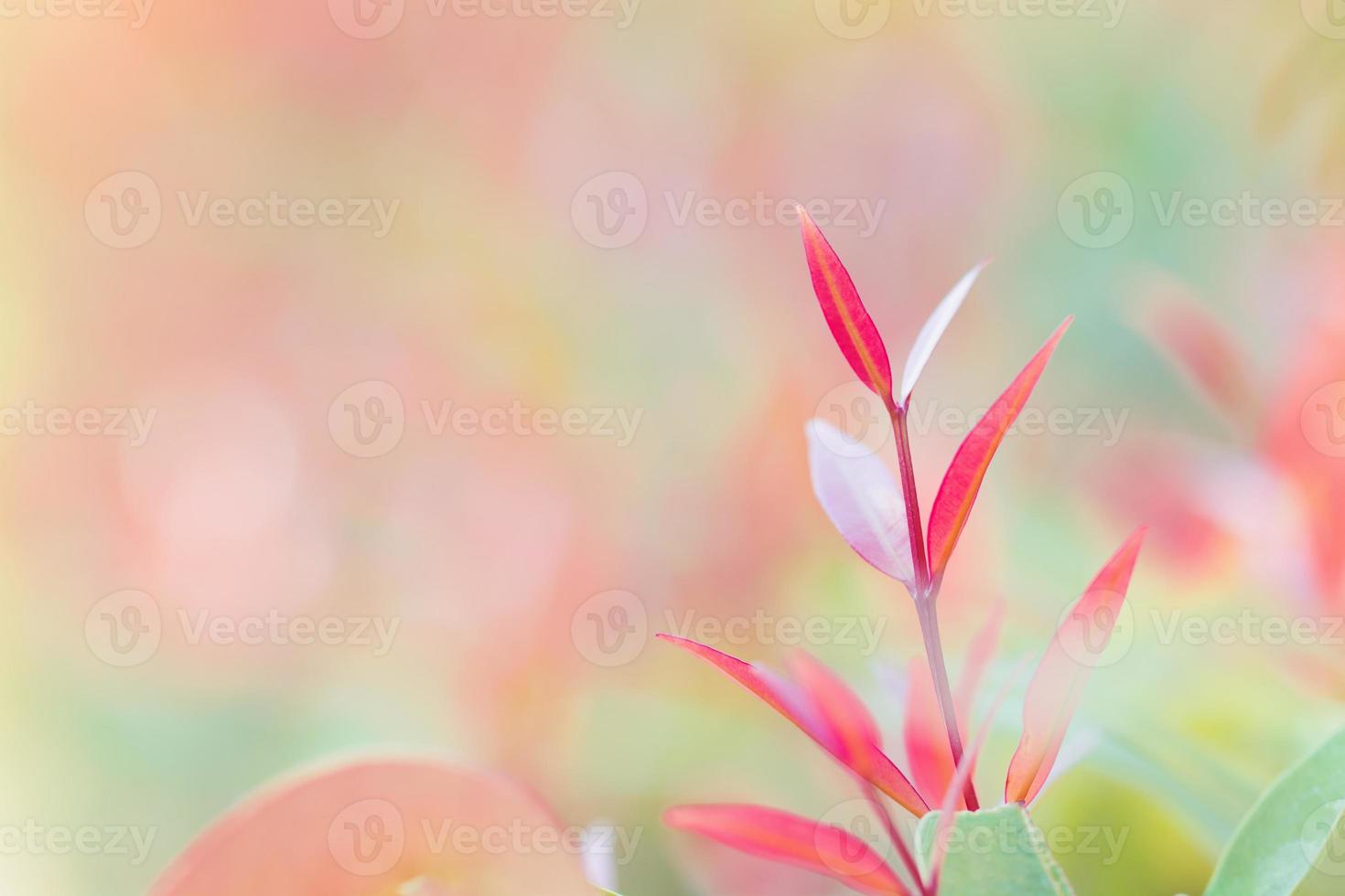 Red leaf nature with copy space using as background for design photo