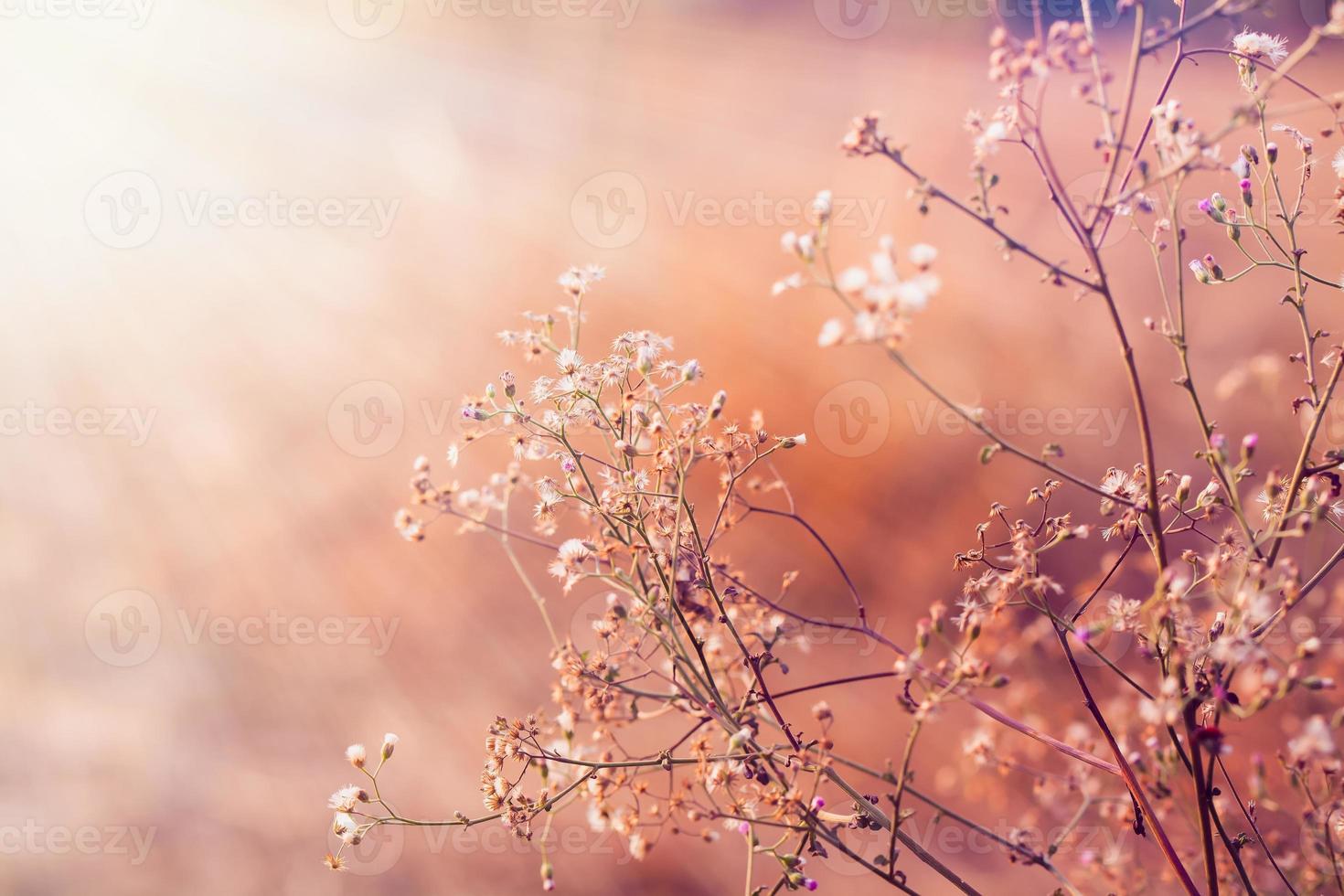 Meadow flowers, beautiful fresh morning in soft warm light. Vintage autumn landscape blurry natural background. photo