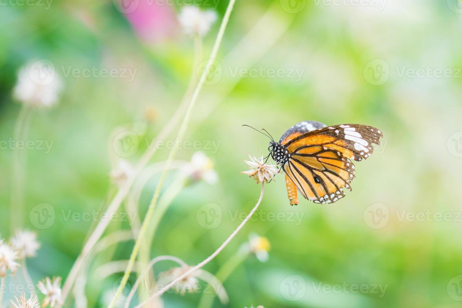 butterfly fly in nature. 12520538 Stock Photo at Vecteezy
