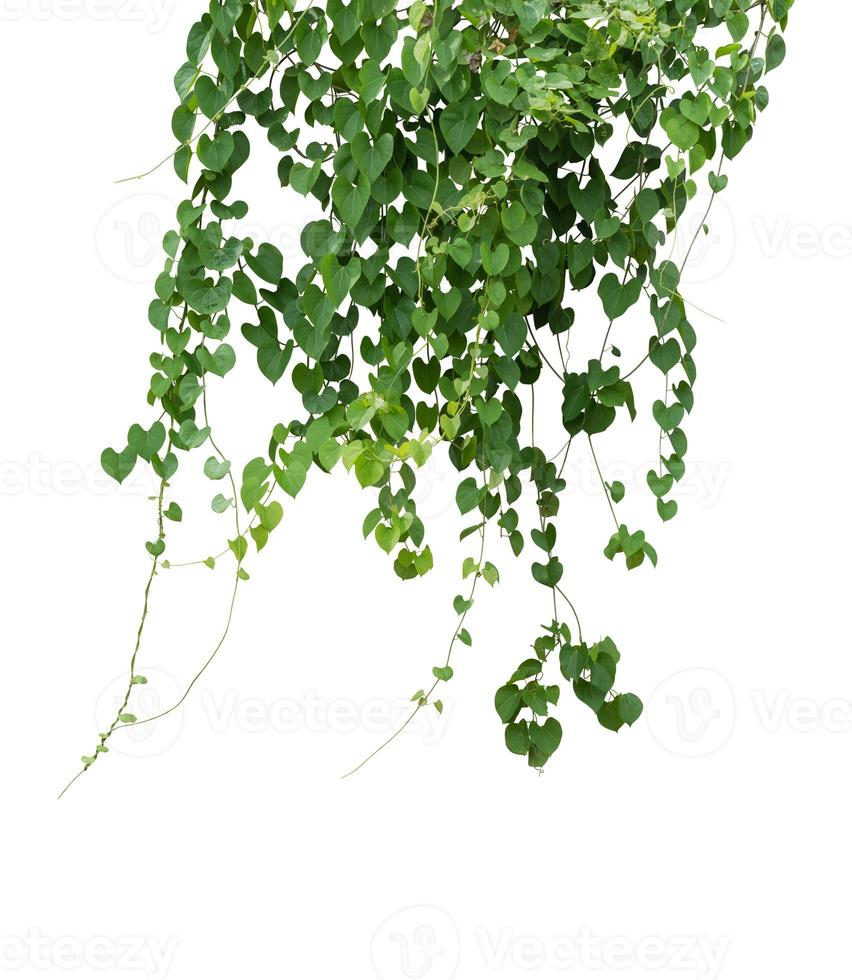 plant isolated ivy green vine climbing tropical. Clipping path photo