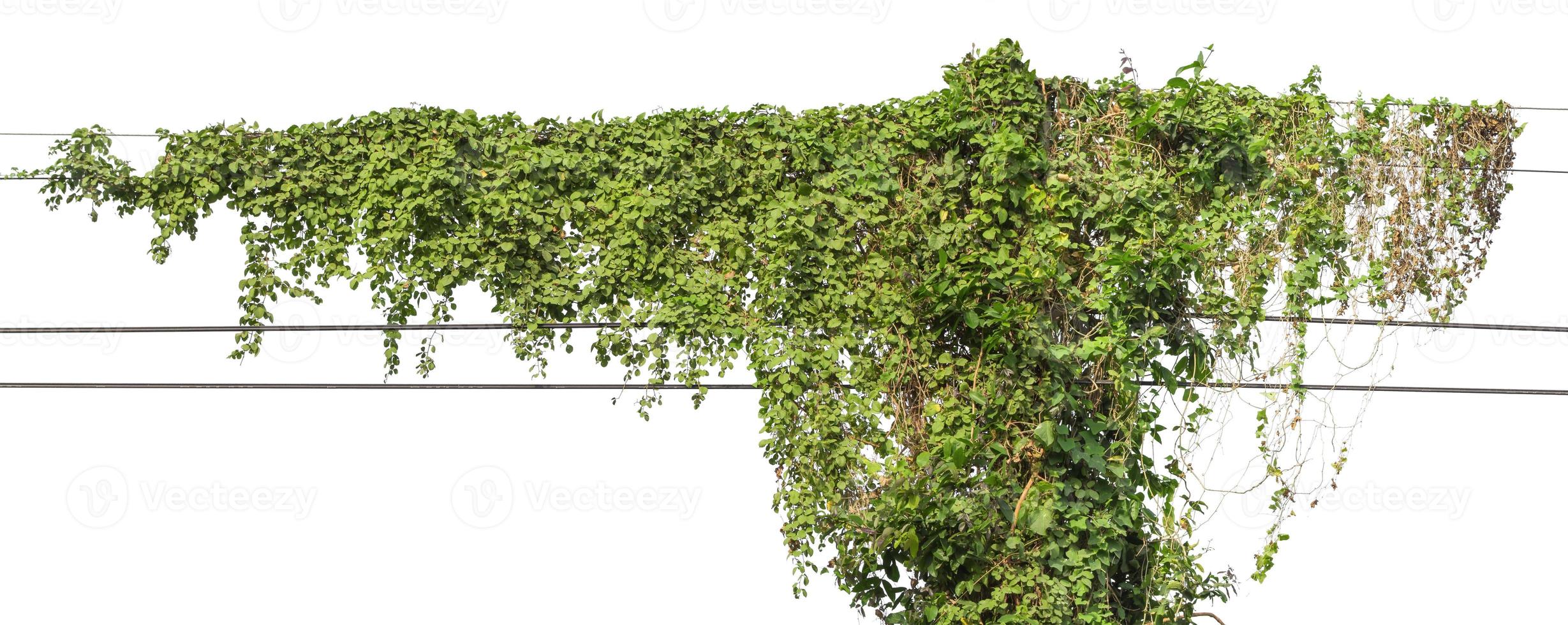 Plants ivy. Vines on poles on white background photo