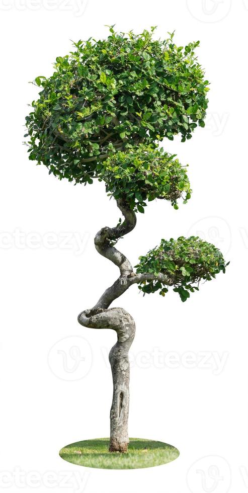 Tree Isolated on white background, Object element for design. Clipping path photo