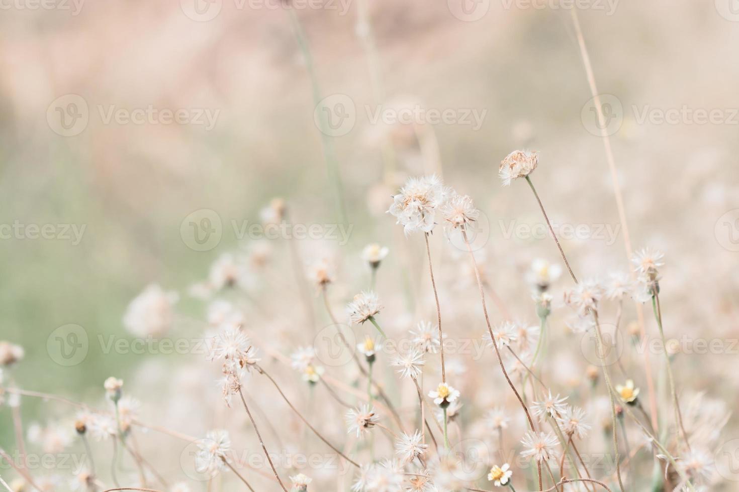 meadow flowers in soft warm light. Vintage autumn landscape blurry natural background. photo