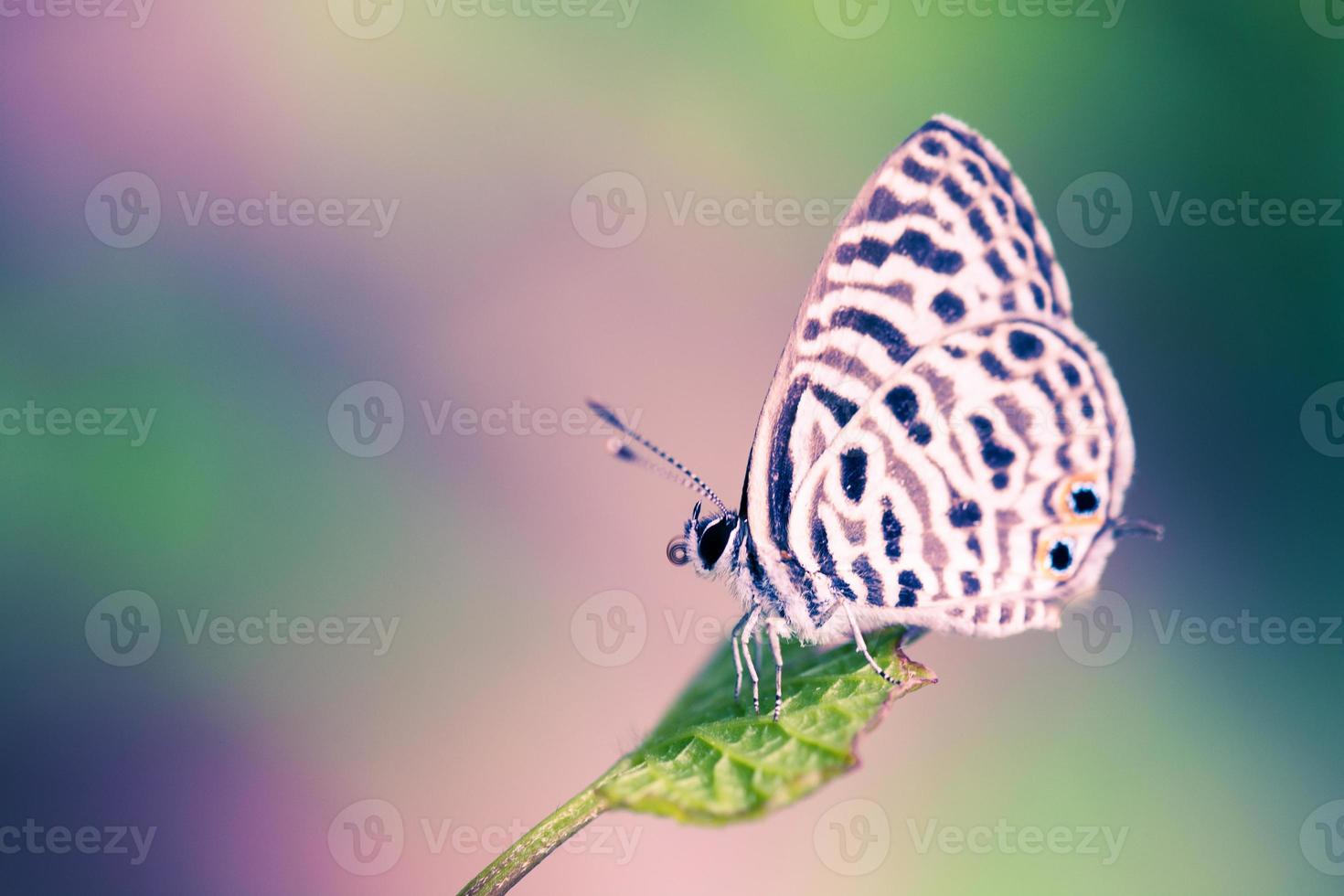 butterfly in blurred nature. photo