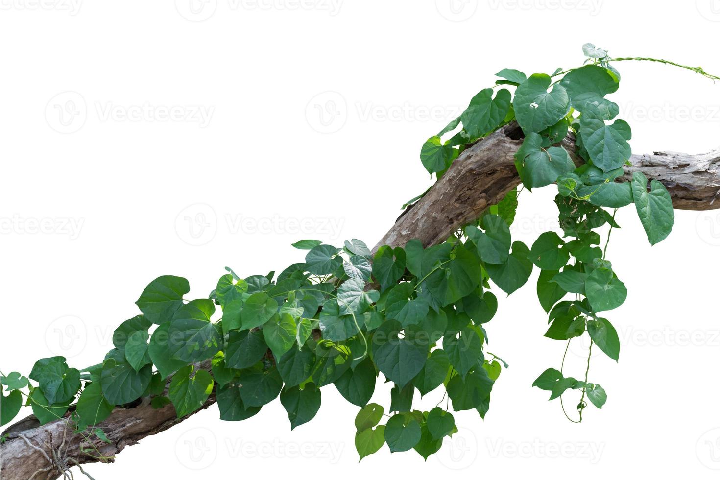 Vine on tree in white background, clipping path photo