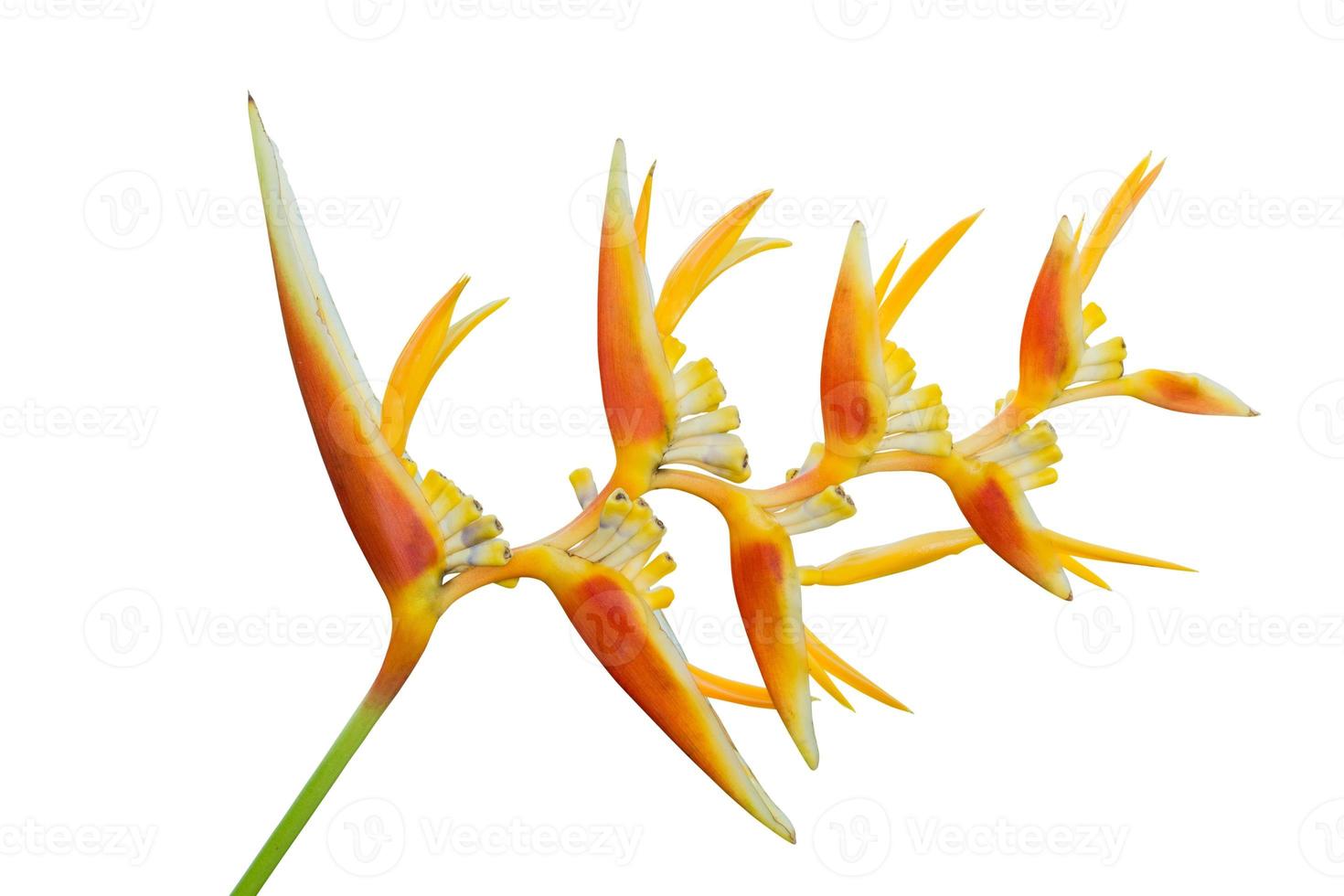 Bird of Paradise Flower isolated on white background, clipping path photo