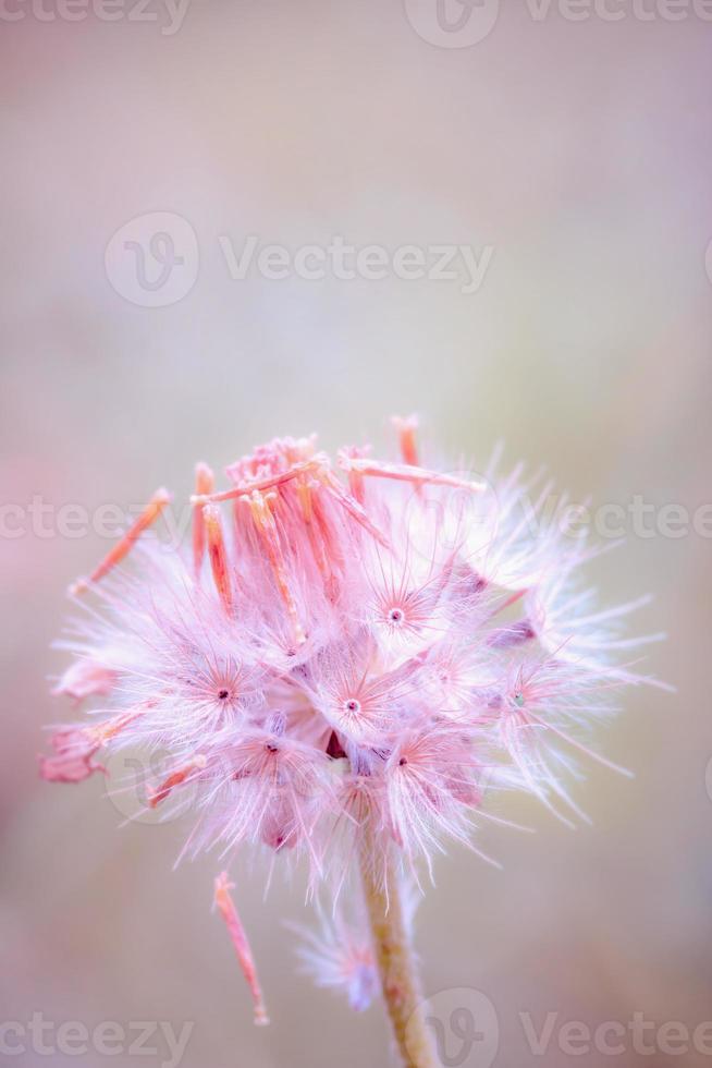 flor de diente de león, fondo de pasteles vintage de la naturaleza foto