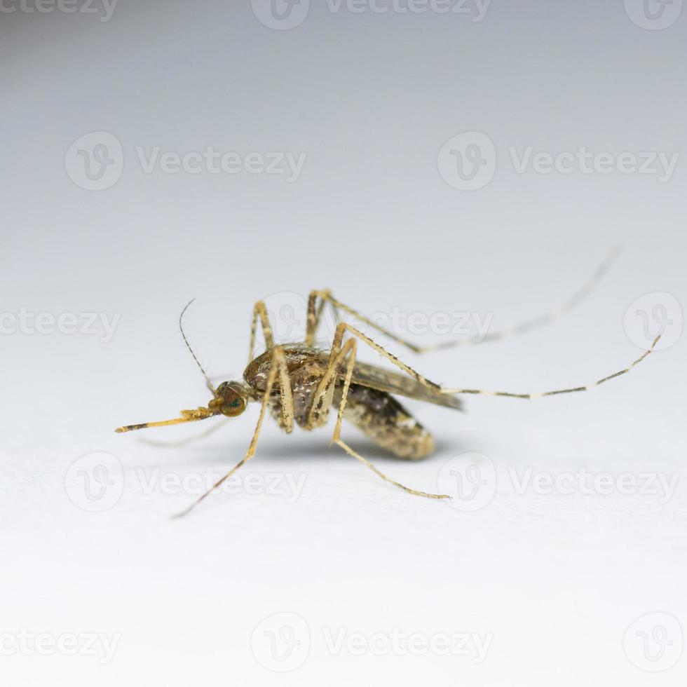 mosquito aedes sobre fondo blanco foto