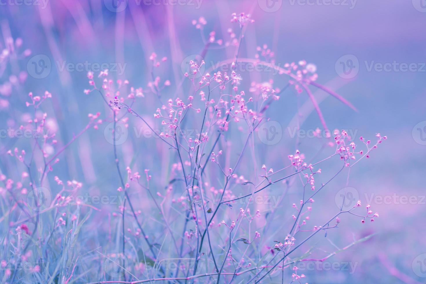 Fantasy flower, nature vintage pastels background photo