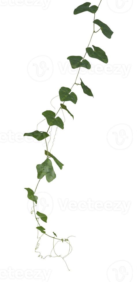 Plant nature vine green ivy tropical hang creeper climbing isolated on white background have clipping path photo