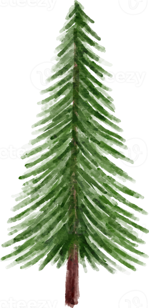 Watercolor Spruce Tree png