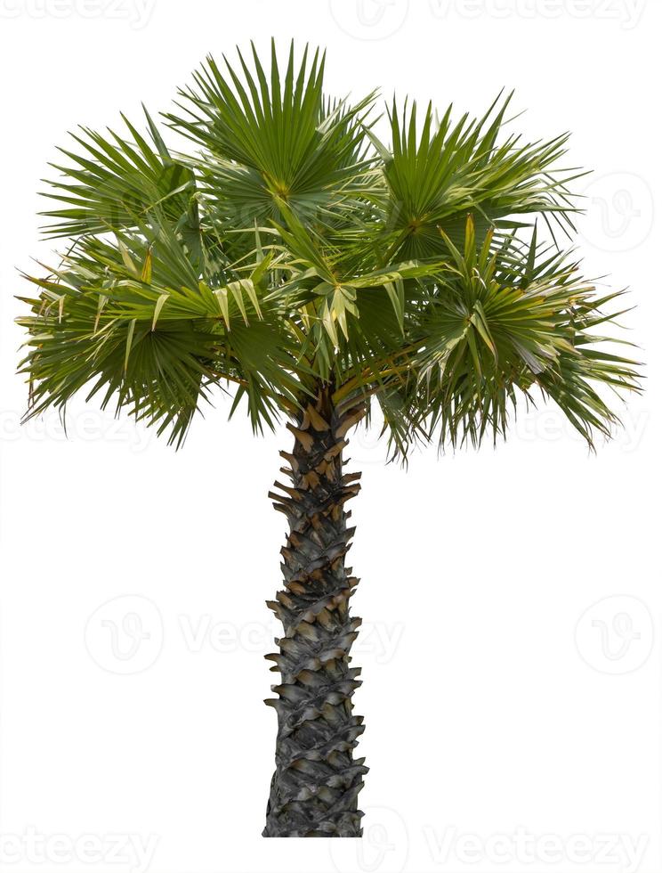 Tree sugar palm isolated on white background photo