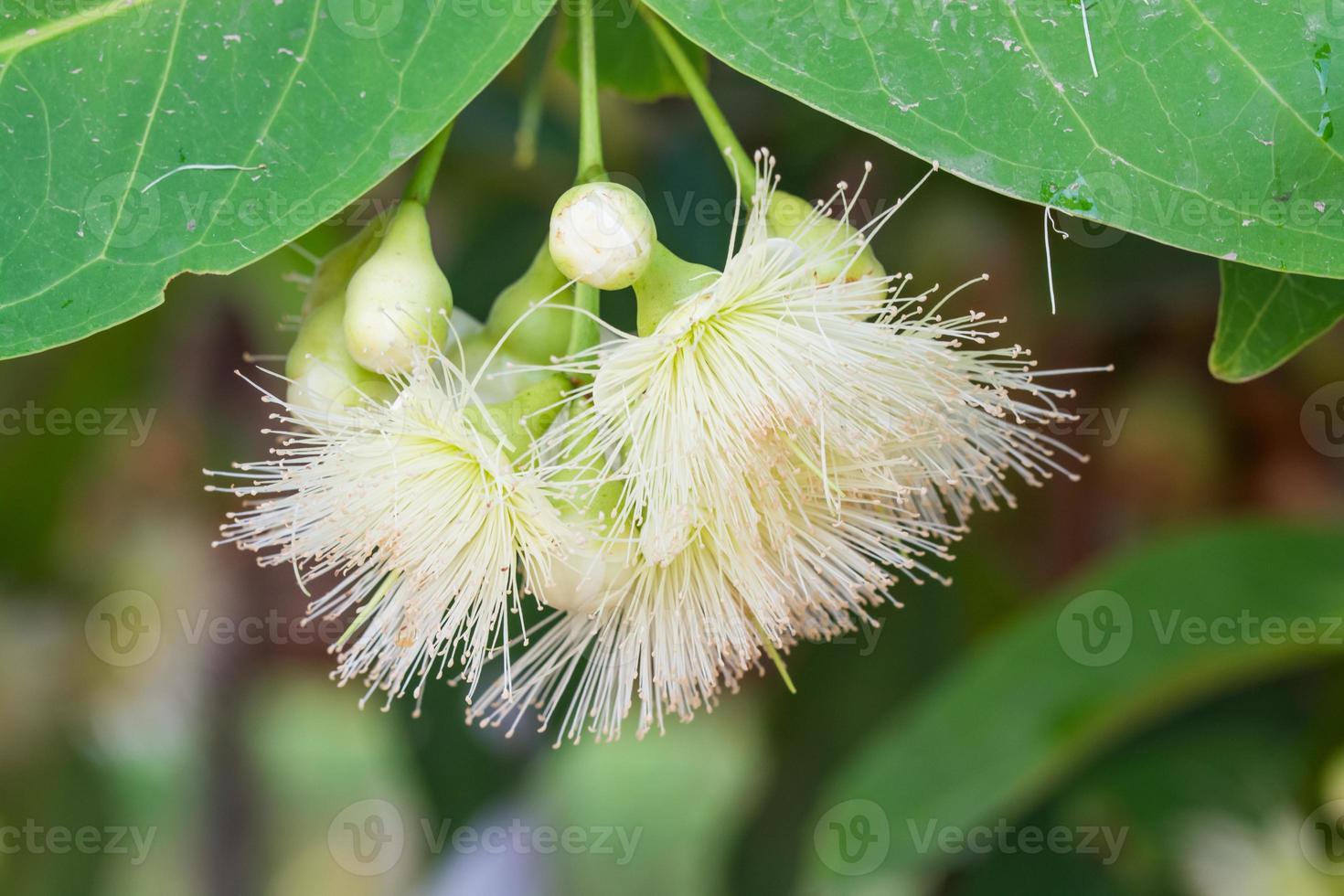 flower of rose apple photo