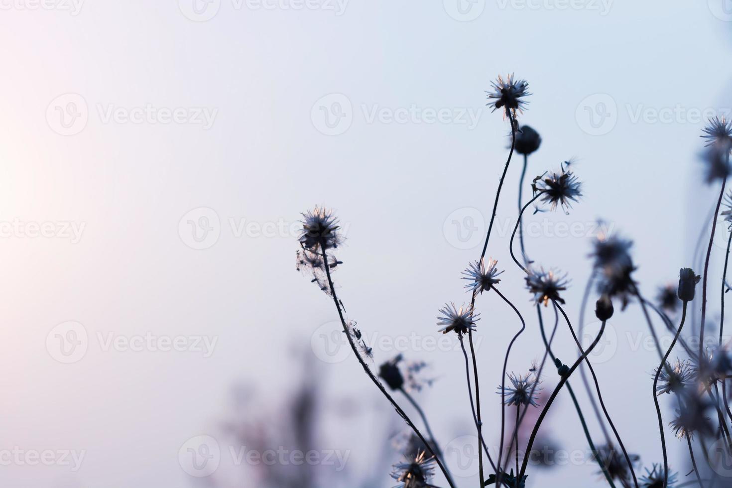 Meadow flowers, beautiful fresh morning in soft warm light. Vintage autumn landscape blurry natural background. photo