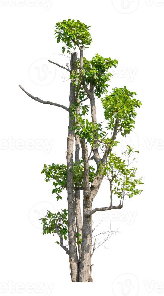 Tree Isolated on white background, Object element for design. Clipping path photo