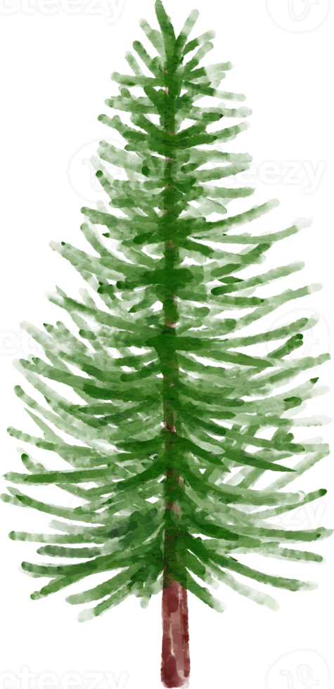 Winter Spruce Tree Watercolor png