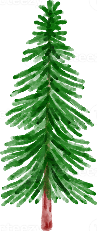 Hand Drawn Watercolor Pine Tree png