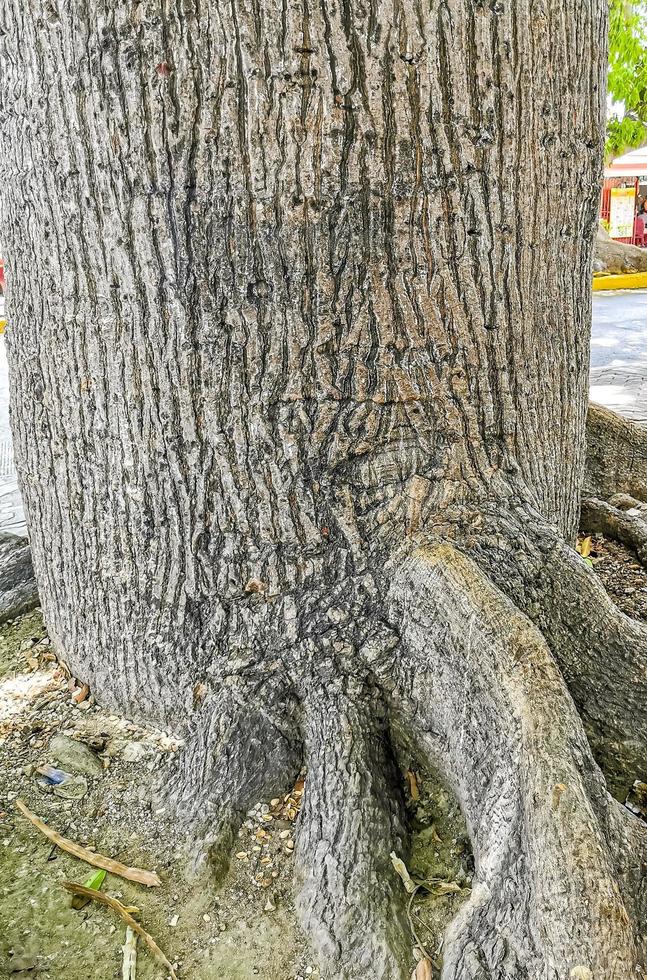 Huge beautiful Kapok tree Ceiba tree with spikes in Mexico. photo