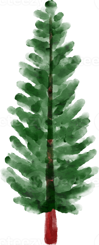 Winter Spruce Tree Watercolor png
