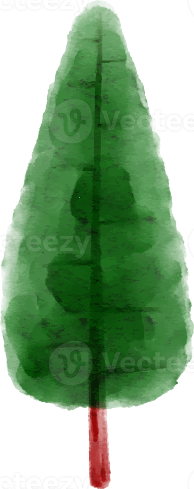 Hand Drawn Spruce Tree Watercolor png