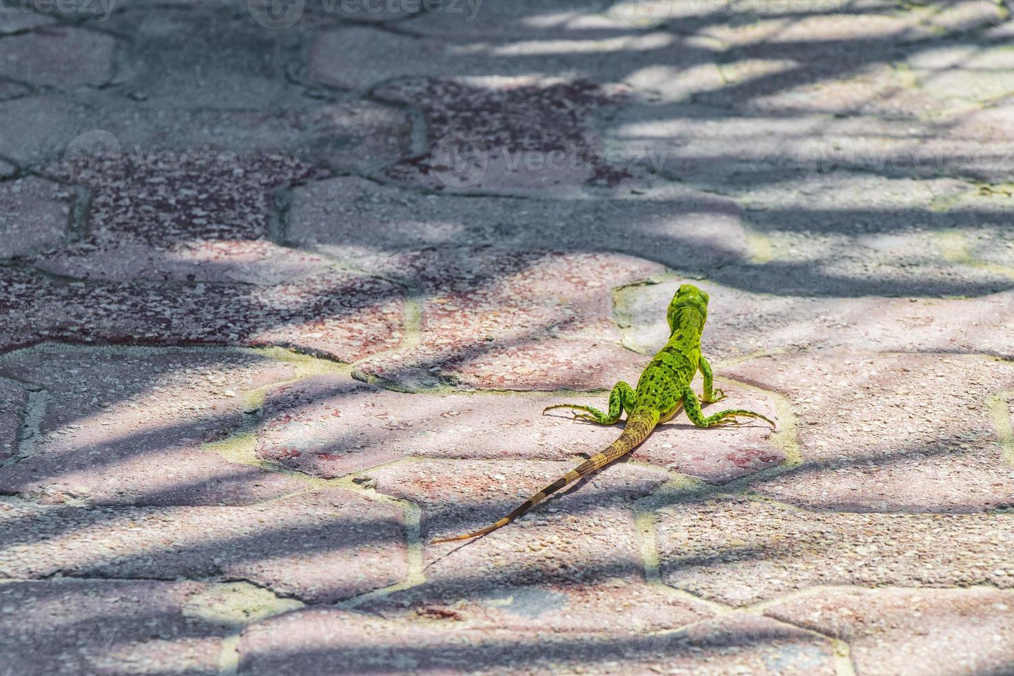 Caribbean green lizard on the ground Playa del Carmen Mexico. photo