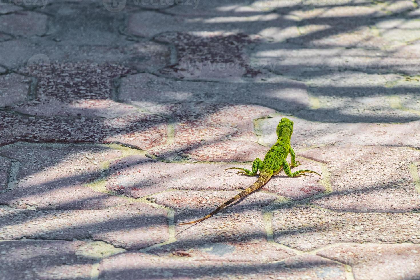 lagarto verde caribeño en el suelo playa del carmen méxico. foto