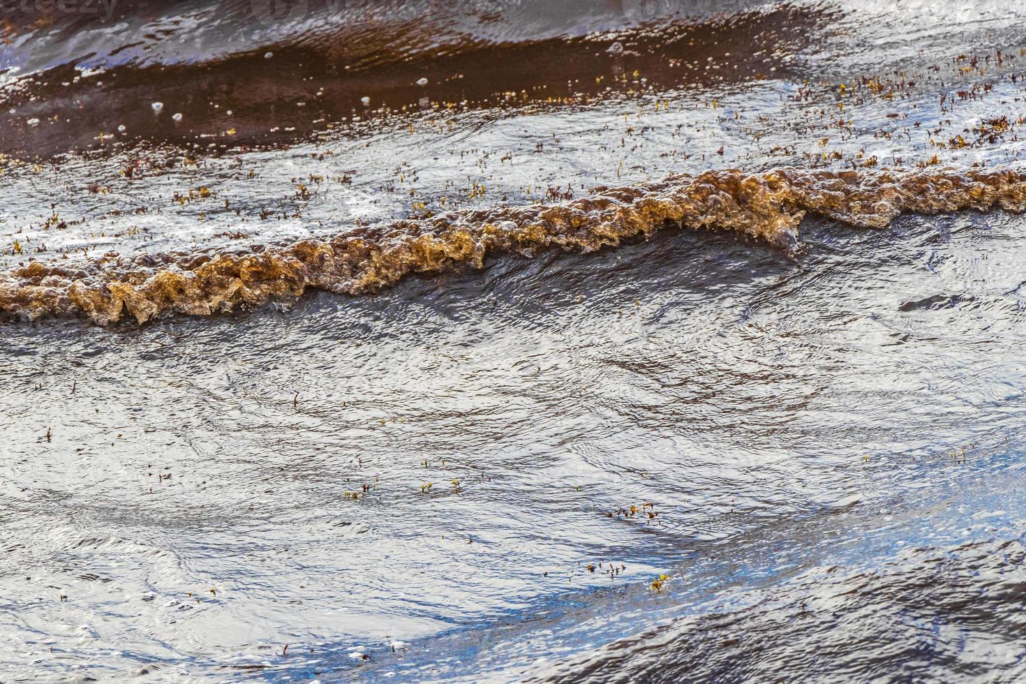 Very disgusting beach water with red seaweed sargazo Carribean Mexico. photo