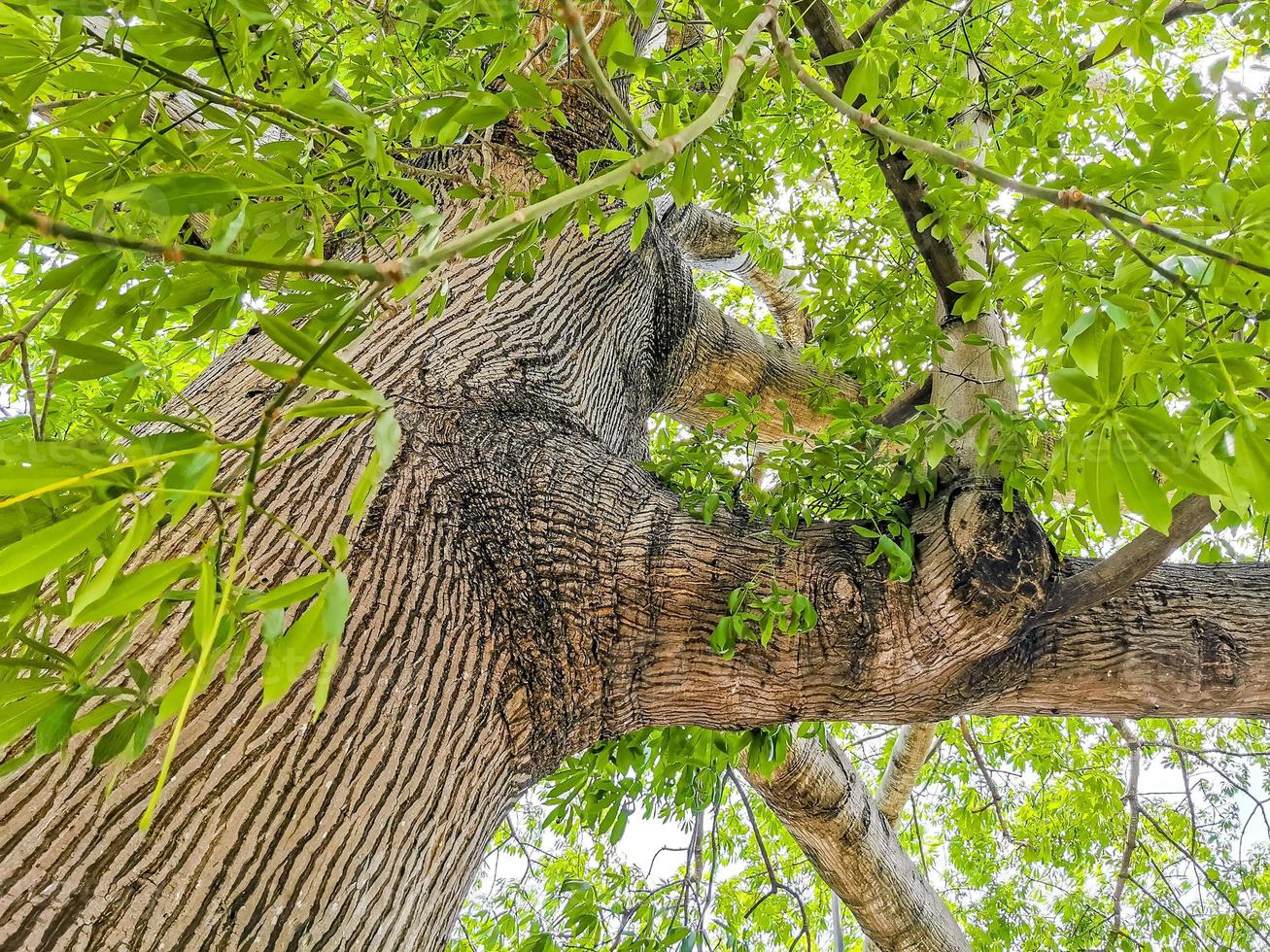 Huge beautiful Kapok tree Ceiba tree with spikes in Mexico. photo