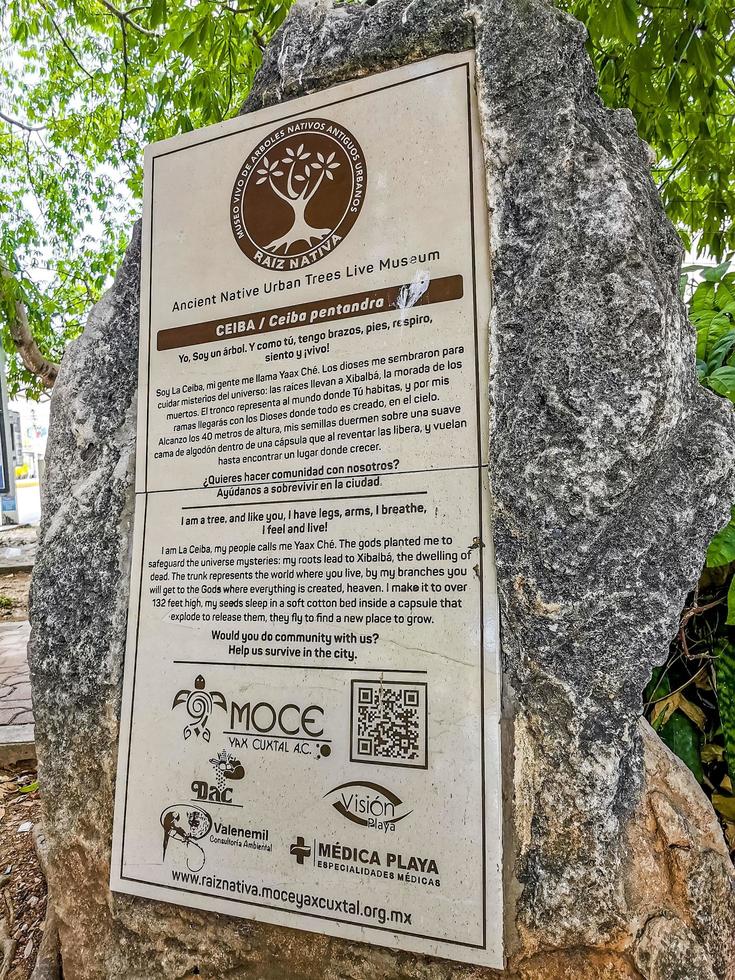 Playa del Carmen Quintana Roo Mexico 2022 Huge beautiful Kapok tree Ceiba tree with spikes in Mexico. photo
