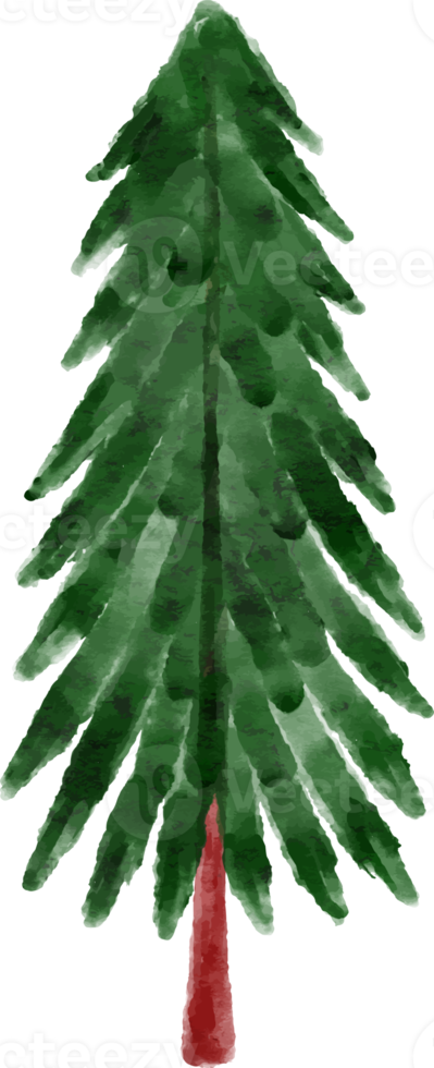 Watercolor Spruce Tree png