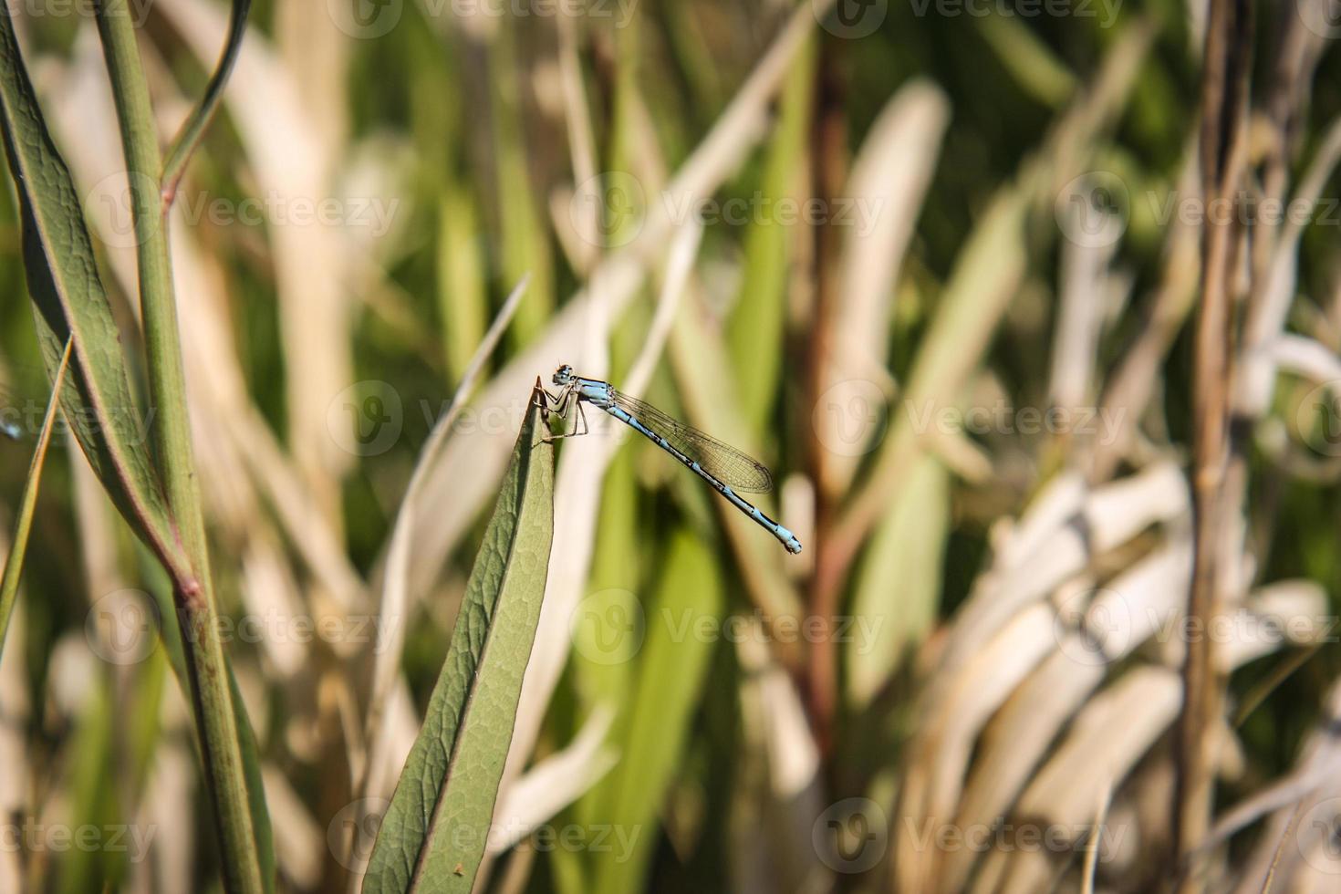 libélula azul en una hoja foto