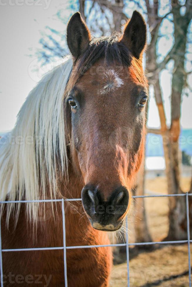 Brown horse looking straight ahead photo