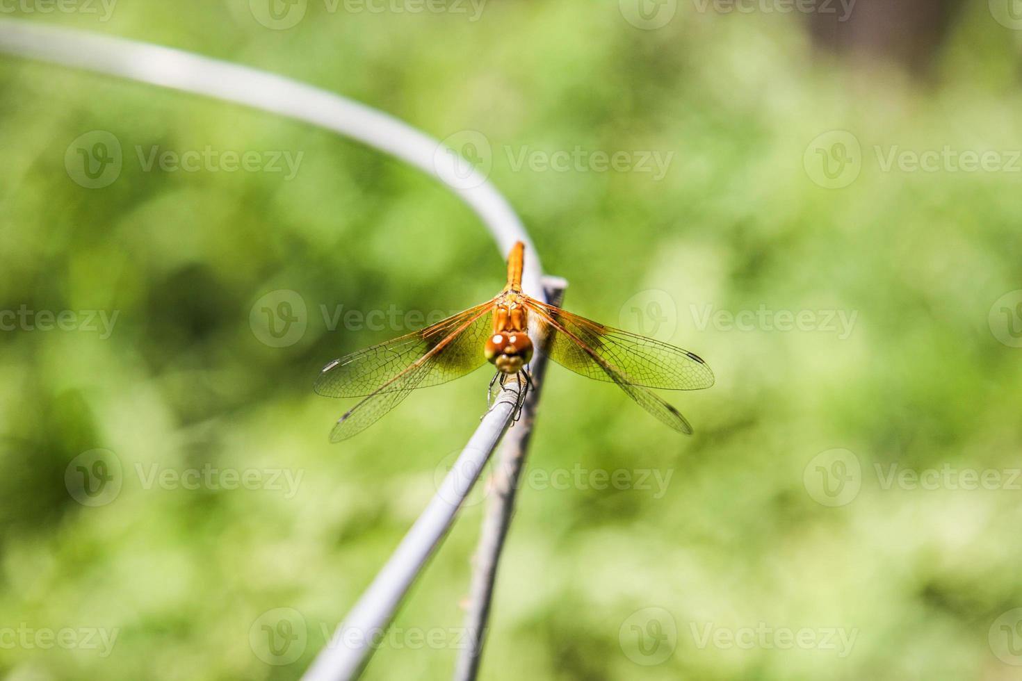 Golden dragonfly in a garden photo