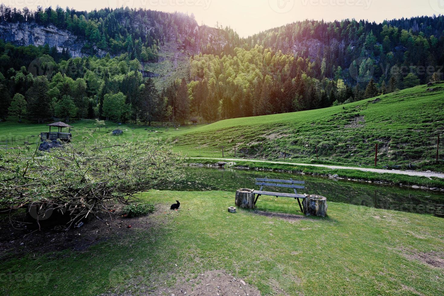 conejo sobre hierba verde en untertauern wildpark, austria. foto