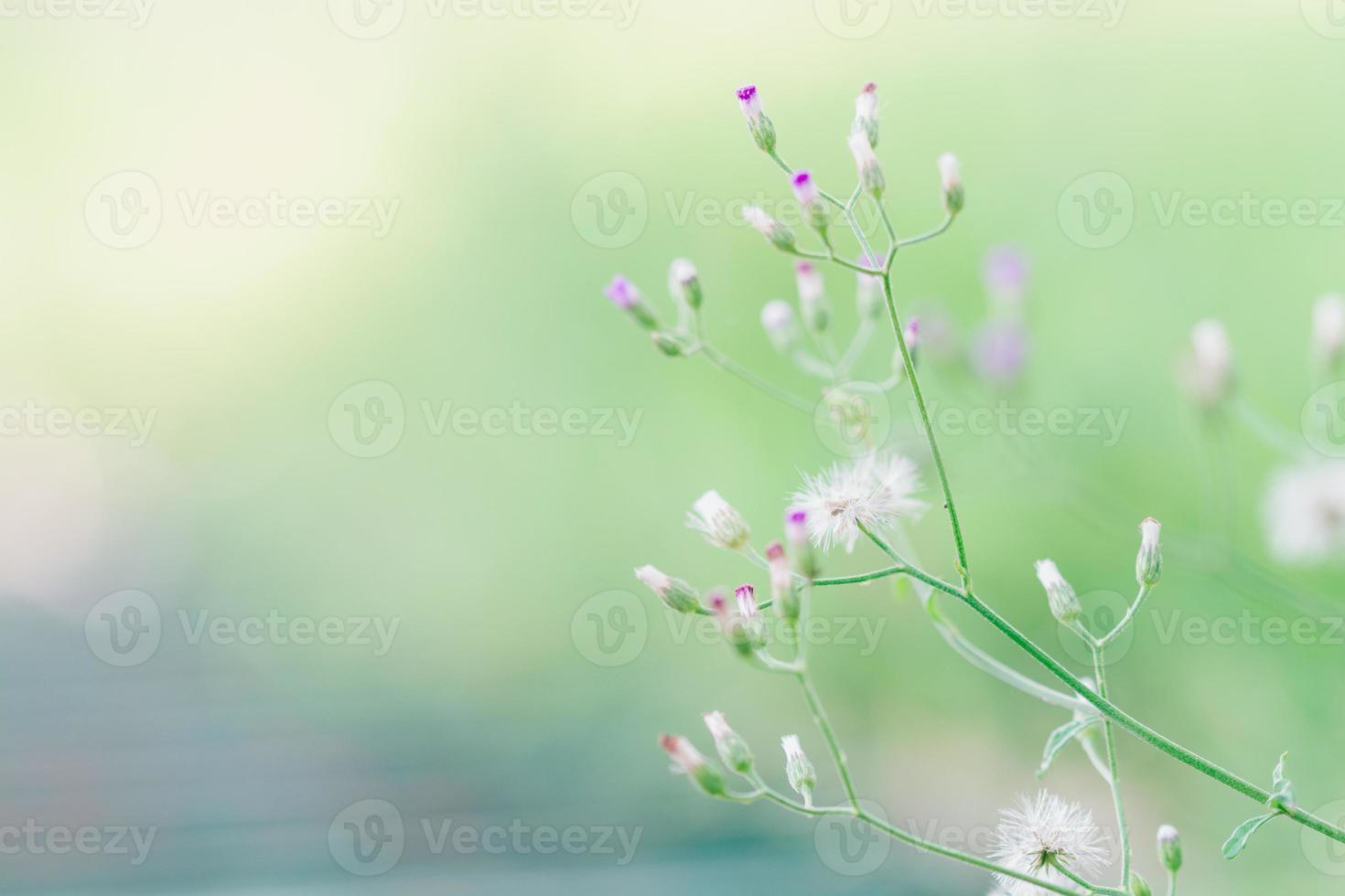 Meadow flowers, beautiful morning in soft warm light landscape nature background. photo