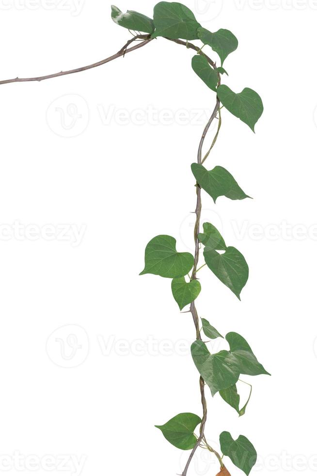 plantas de vid aisladas sobre fondo blanco. trazado de recorte foto